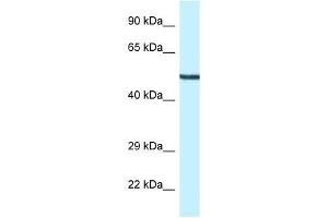 Western Blot showing Map2k5 antibody used at a concentration of 1. (MAP2K5 抗体  (N-Term))