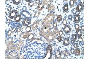 GNAS antibody was used for immunohistochemistry at a concentration of 4-8 ug/ml to stain Epithelial cells of renal tubule (arrows) in Human Kidney. (GNAS 抗体  (N-Term))