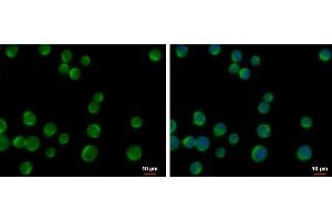 ICC/IF Image DOK2 antibody [N1C1] detects DOK2 protein at cytoplasm by immunofluorescent analysis. (DOK2 抗体)