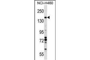 Western blot analysis in NCI-H460 cell line lysates (35ug/lane). (Vcpip1 抗体  (N-Term))