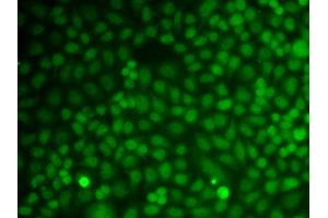 Immunofluorescence analysis of A549 cells using GADD45A antibody (ABIN6292101). (GADD45A 抗体)