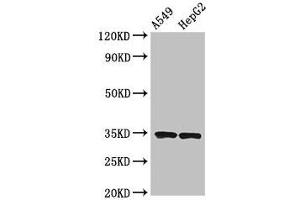 Western Blot Positive WB detected in: A549 whole cell lysate, HepG2 whole cell lysate All lanes: KLRK1 antibody at 3. (KLRK1 抗体  (AA 73-216))