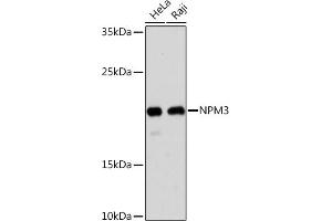 Western blot analysis of extracts of various cell lines, using NPM3 Rabbit pAb (ABIN7269038) at 1:1000 dilution. (NPM3 抗体  (AA 30-140))