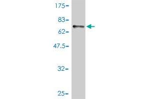 Western Blot detection against Immunogen (67. (GALT 抗体  (AA 1-379))