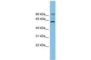Image no. 1 for anti-Ankyrin Repeat Domain 5 (ANKRD5) (AA 107-156) antibody (ABIN6745171) (ANKRD5 抗体  (AA 107-156))