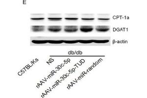 Western Blotting (WB) image for anti-Actin, beta (ACTB) antibody (ABIN3020544)