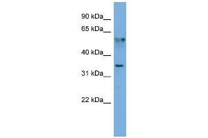 WB Suggested Anti-FNDC8  Antibody Titration: 0. (FNDC8 抗体  (N-Term))