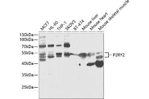 Western blot analysis of extracts of various cell lines, using P2RY2 antibody (ABIN6132453, ABIN6145128, ABIN6145130 and ABIN6218094) at 1:1000 dilution. (P2RY2 抗体  (AA 278-377))