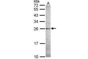 Image no. 1 for anti-Caspase 14, Apoptosis-Related Cysteine Peptidase (CASP14) (AA 171-230) antibody (ABIN467554) (CASP14 抗体  (AA 171-230))