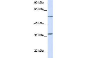 Western Blotting (WB) image for anti-Solute Carrier Family 35, Member A5 (SLC35A5) antibody (ABIN2458797) (SLC35A5 抗体)