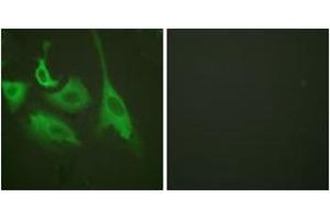 Immunofluorescence (IF) image for anti-Heat Shock Protein 90kDa alpha (Cytosolic), Class B Member 1 (HSP90AB1) (AA 226-275), (pSer254) antibody (ABIN1531182)