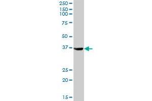 AKR1C4 MaxPab polyclonal antibody. (AKR1C4 抗体  (AA 1-323))