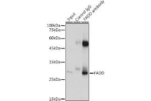 Immunoprecipitation analysis of 600 μg extracts of Mouse heart cells using 3 μg FADD antibody (ABIN7267137). (FADD 抗体)