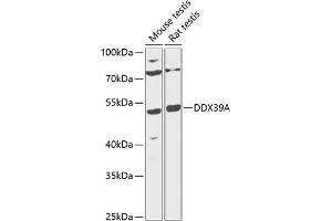 Western blot analysis of extracts of various cell lines, using DDX39A antibody (ABIN6131589, ABIN6139488, ABIN6139490 and ABIN6216231) at 1:1000 dilution. (DDX39 抗体  (AA 178-427))