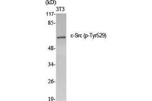 Western Blot (WB) analysis of specific cells using Phospho-c-Src (Y529) Polyclonal Antibody. (Src 抗体  (pTyr529))