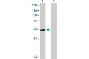 Western Blot analysis of NR1I2 expression in transfected 293T cell line by NR1I2 MaxPab polyclonal antibody. (NR1I2 抗体  (AA 1-434))