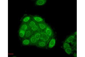 Immunocytochemistry/Immunofluorescence analysis using Mouse Anti-Hsp27 Monoclonal Antibody, Clone 5D12-A3 . (HSP27 抗体  (Biotin))