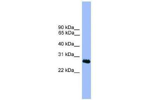 C1orf216 antibody used at 0. (C1ORF216 抗体  (N-Term))