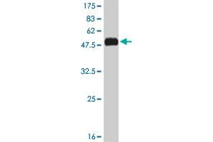 Western Blot detection against Immunogen (51. (KLF7 抗体  (AA 1-230))