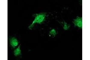 Anti-CAT mouse monoclonal antibody (ABIN2454282) immunofluorescent staining of COS7 cells transiently transfected by pCMV6-ENTRY CAT (RC210763). (Catalase 抗体)