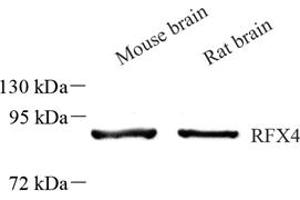 RFX4 抗体