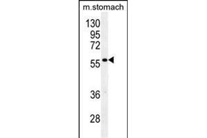 Western Blotting (WB) image for anti-Glypican 3 (GPC3) (AA 21-50), (N-Term) antibody (ABIN390317)