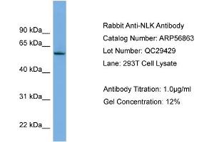 WB Suggested Anti-NLK  Antibody Titration: 0. (Nemo-Like Kinase 抗体  (Middle Region))