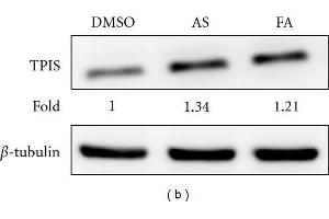 Western Blotting (WB) image for anti-Triosephosphate Isomerase 1 (TPI1) (C-Term) antibody (ABIN2855867)
