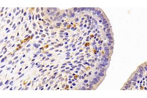 Detection of PEDF in Rat Uterus Tissue using Polyclonal Antibody to Pigment Epithelium Derived Factor (PEDF) (PEDF 抗体  (AA 20-418))