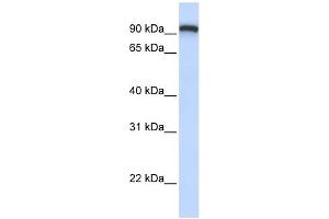 TMEM168 antibody used at 1 ug/ml to detect target protein. (TMEM168 抗体  (C-Term))