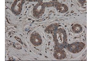 Immunohistochemistry (IHC) image for anti-Carboxypeptidase A1 (Pancreatic) (CPA1) (AA 1-419) antibody (ABIN1490772) (CPA1 抗体  (AA 1-419))