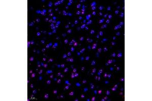 Immunofluorescent analysis of paraffin embedded mouse brain using ubp43 (ABIN7076108) at dilution of 1: 1000 (USP18 抗体)