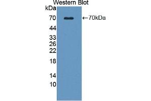 Detection of Recombinant WNT16, Human using Polyclonal Antibody to Wingless Type MMTV Integration Site Family, Member 16 (WNT16) (WNT16 抗体  (AA 30-365))