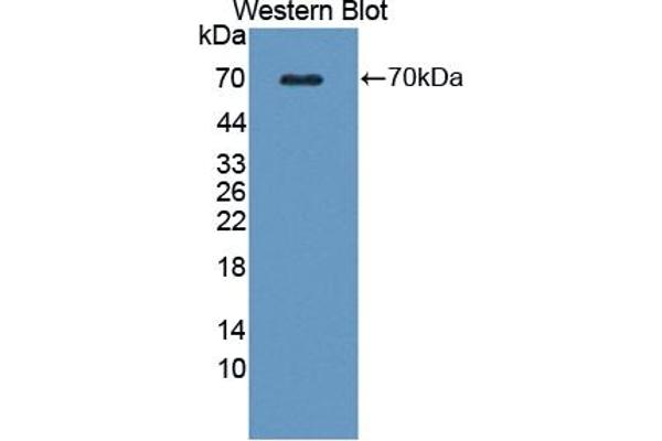 WNT16 anticorps  (AA 30-365)