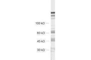 CHGB antibody  (AA 407-677)