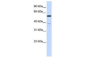 PPP2R5A antibody used at 1 ug/ml to detect target protein. (PPP2R5A 抗体  (N-Term))