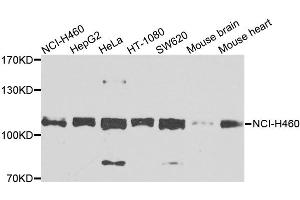 Western blot analysis of extracts of various cell lines, using EPHB2 antibody. (EPH Receptor B2 抗体)