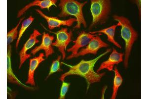 HeLa cells staining with HSBP1 antibody (red), and counterstained with chicken polyclonal antibody to Vimentin (green) and DNA (blue). (HSBP1 抗体)