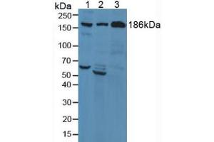 Figure . (Complement C3 Convertase 抗体  (AA 1322-1661))