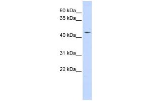 WB Suggested Anti-INTS12 Antibody Titration:  0. (INTS12 抗体  (N-Term))