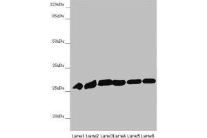 Western blot All lanes: PGLS antibody at 4. (PGLS 抗体  (AA 1-258))