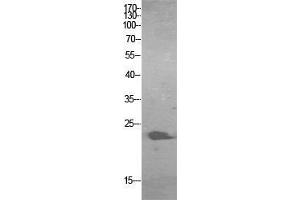 Western Blot (WB) analysis of HBE cells using ALR Polyclonal Antibody. (GFER 抗体  (Internal Region))