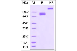 SDS-PAGE (SDS) image for Poliovirus Receptor (PVR) (AA 21-343) (Active) protein (Fc Tag,AVI tag,Biotin) (ABIN3137677)