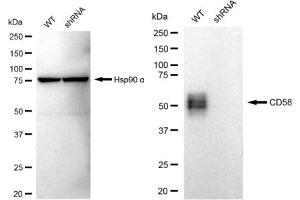anti-CD58 (CD58) antibody