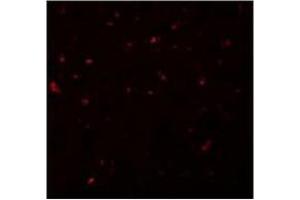 Immunofluorescence of CALHM1 in Rat Liver cells with AP30176PU-N CALHM1 antibody at 20 µg/ml. (CALHM1 抗体  (N-Term))
