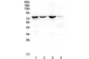 Western blot testing of 1) rat kidney, 2) mouse kidney, 3) mouse lung and 4) human MCF7 lysate with Calpain 2 antibody at 0. (Calpain 2 抗体)