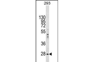 EIF2B1 Antibody (Center) (ABIN656348 and ABIN2845647) western blot analysis in 293 cell line lysates (35 μg/lane).