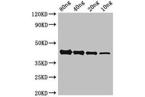 Western Blot Positive WB detected in Recombinant protein All lanes: AKAP9 antibody at 2. (AKAP9 抗体  (AA 71-191))