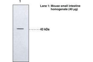 Image no. 1 for anti-Leukotriene B4 Receptor 2 (LTB4R2) antibody (ABIN2451486)
