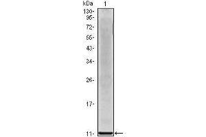 Western Blot showing IL8 antibody used against IL8 recombinant protein. (IL-8 抗体)